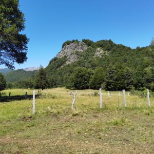 Terreno de 1.4 Ha. en Malalcahuello, sector Caracoles - Inmobiliaria Simple Sur, Malalcahuello - Corralco - Sector Caracoles (18)
