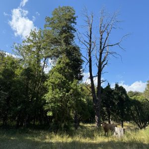 Terreto de 3 Ha. en sector Salto La Princesa, Malalcahuello - Inmobiliaria Simple Sur, Malalcahuello, Corralco, Salto la Princesa (12)
