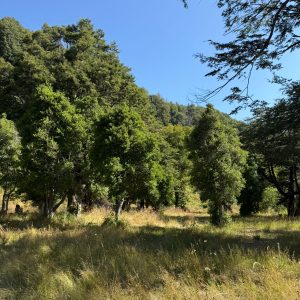 Terreto de 3 Ha. en sector Salto La Princesa, Malalcahuello - Inmobiliaria Simple Sur, Malalcahuello, Corralco, Salto la Princesa (13)