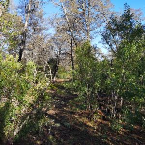 Terreno 5.000 m2 en Malalcahuello - Inmobiliaria Simple Sur, Malalcahuello, Corralco, Caracoles (1)