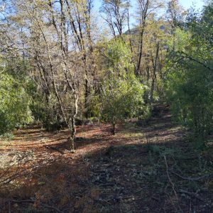 Terreno 5.000 m2 en Malalcahuello - Inmobiliaria Simple Sur, Malalcahuello, Corralco, Caracoles (10)