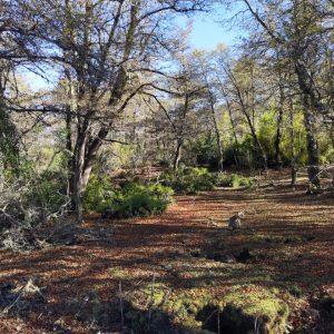 Terreno 5.000 m2 en Malalcahuello - Inmobiliaria Simple Sur, Malalcahuello, Corralco, Caracoles (11)