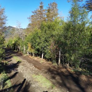 Terreno 5.000 m2 en Malalcahuello - Inmobiliaria Simple Sur, Malalcahuello, Corralco, Caracoles (3)