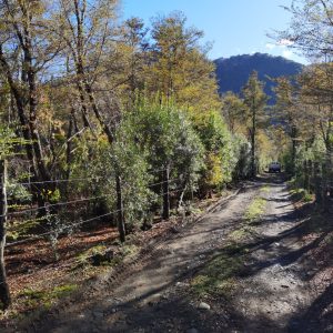 Terreno 5.000 m2 en Malalcahuello - Inmobiliaria Simple Sur, Malalcahuello, Corralco, Caracoles (4)