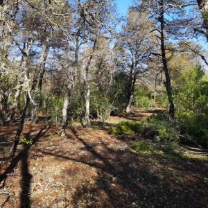 Terreno 5.000 m2 en Malalcahuello - Inmobiliaria Simple Sur, Malalcahuello, Corralco, Caracoles (6)