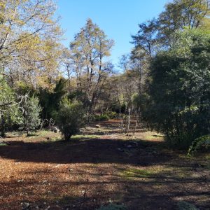 Terreno 5.000 m2 en Malalcahuello - Inmobiliaria Simple Sur, Malalcahuello, Corralco, Caracoles (8)
