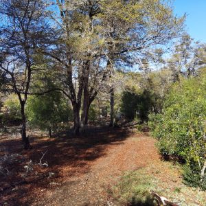 Terreno 5.000 m2 en Malalcahuello - Inmobiliaria Simple Sur, Malalcahuello, Corralco, Caracoles (9)