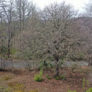 Terreno de 5.000 m2 en venta, condominio La Helvetia - Inmobiliaria Simple Sur, Malalcahuello, Helvetia, Corralco (11)