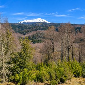 Terreno de 5.000 m2 en venta, condominio La Helvetia - Inmobiliaria Simple Sur, Malalcahuello, Helvetia, Corralco (12)