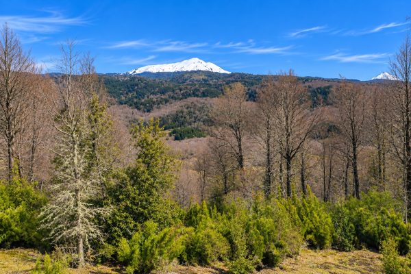 Terreno de 5.000 m2 en venta, condominio La Helvetia - Inmobiliaria Simple Sur, Malalcahuello, Helvetia, Corralco (12)