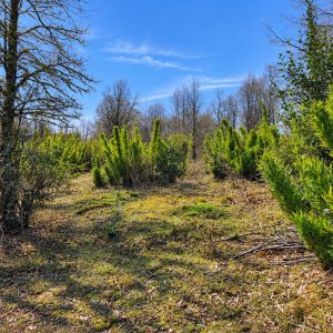 Terreno de 5.000 m2 en venta, condominio La Helvetia - Inmobiliaria Simple Sur, Malalcahuello, Helvetia, Corralco (2)