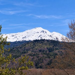 Terreno de 5.000 m2 en venta, condominio La Helvetia - Inmobiliaria Simple Sur, Malalcahuello, Helvetia, Corralco (4)