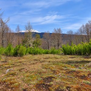 Terreno de 5.000 m2 en venta, condominio La Helvetia - Inmobiliaria Simple Sur, Malalcahuello, Helvetia, Corralco (5)